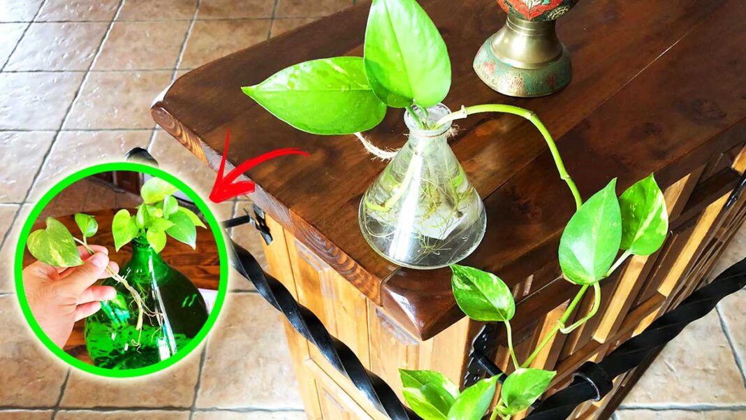 pothos-bicchiere-coltivazione