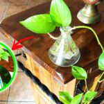 Come coltivare il Pothos in un semplice bicchiere o vasetto