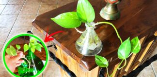 pothos-bicchiere-coltivazione