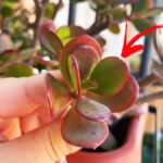 Gli esperti di giardinaggio spiegano perché l’Albero di Giada ha le foglie scure
