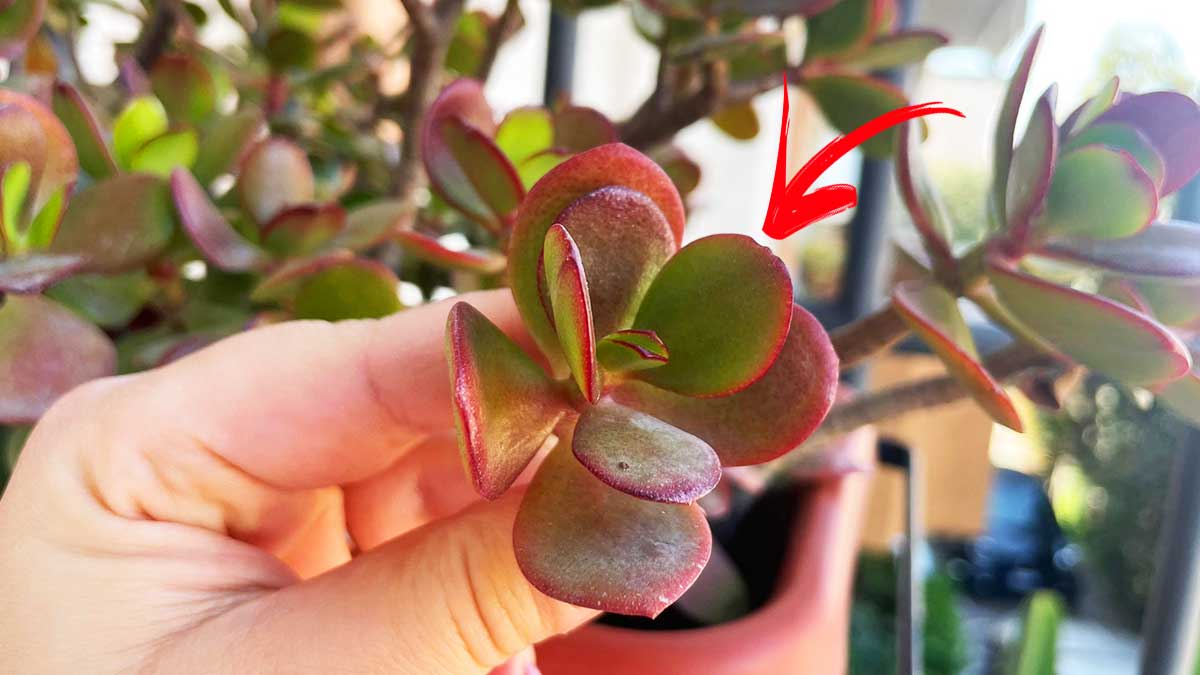 Gli esperti di giardinaggio spiegano perché l’Albero di Giada ha le foglie scure