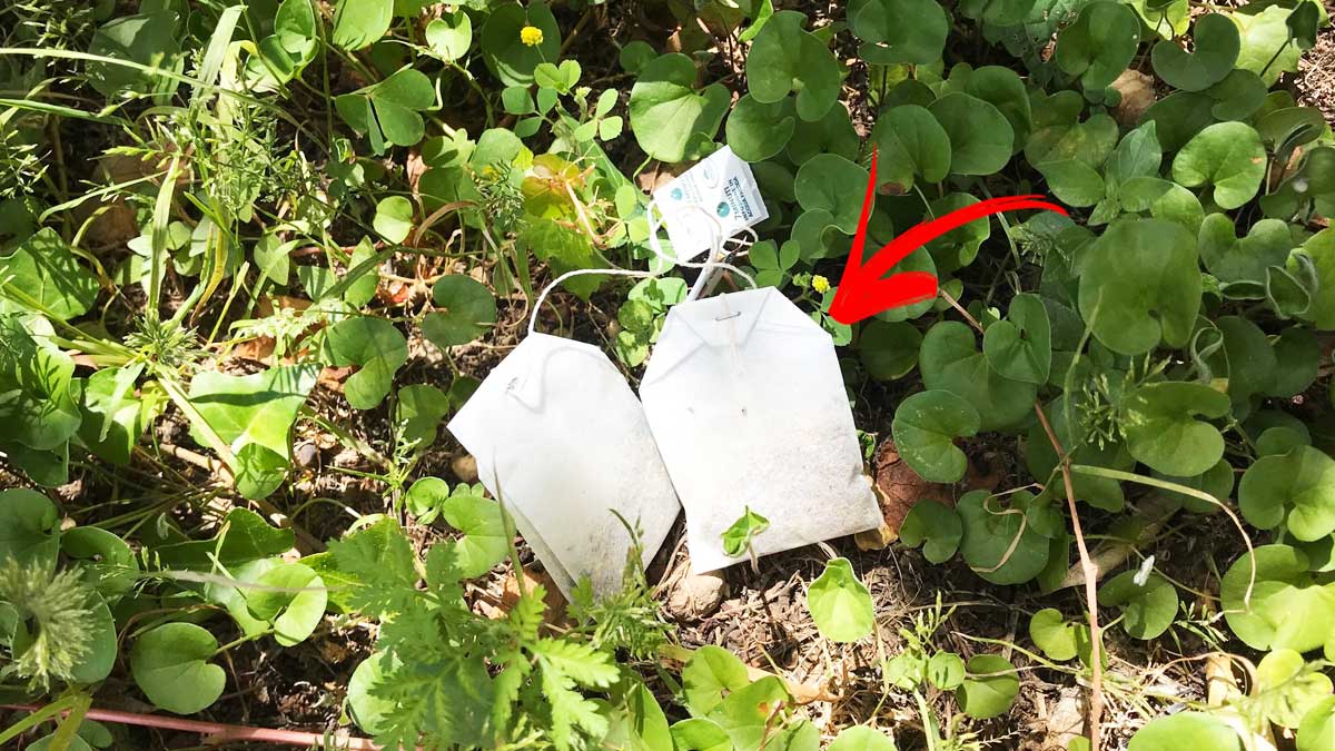 Non buttar via le bustine di tè ma usale così nel tuo giardino