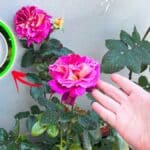 Basta solo questo ingrediente della cucina per far esplodere le tue Rose in Balcone
