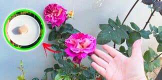 come-curare-rose-balcone