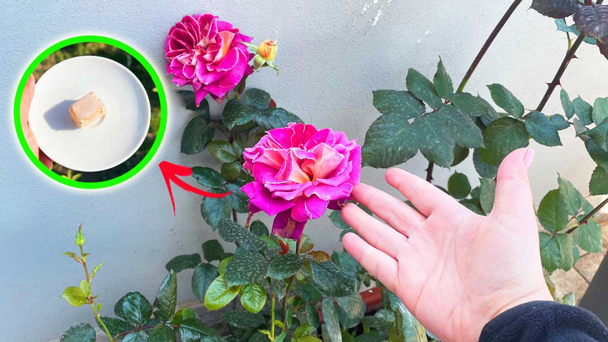 Basta solo questo ingrediente della cucina per far esplodere le tue Rose in Balcone