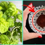 I 5 Consigli del giardiniere per far durare tanto il Basilico a casa