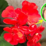 Per avere Gerani bellissimi ecco come concimarli