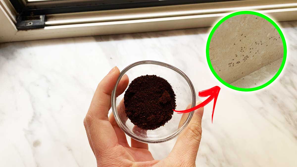 Come non avere Formiche in Casa? Ecco il Metodo a cui molti non pensano