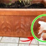 Come pulire i Vasi di terracotta per averli come nuovi