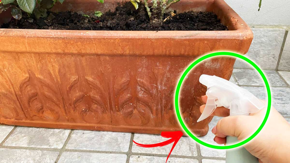 Come pulire i Vasi di terracotta per averli come nuovi