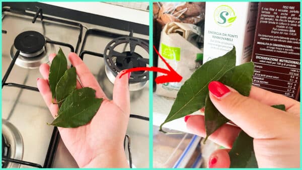 Con tre foglioline di questa pianta vanno via i cattivi odori dalla cucina