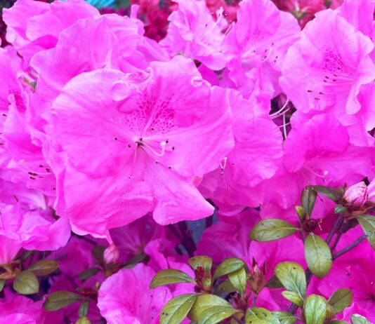 azalea-come-curarla