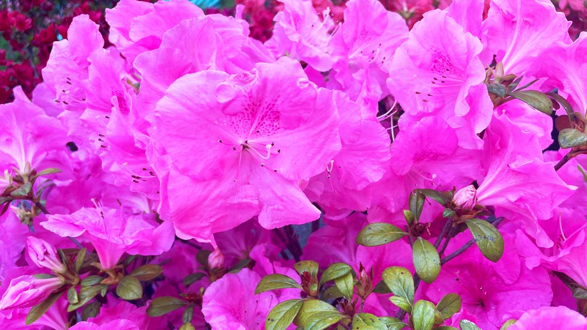 Tutti i consigli del vivaista per avere un’Azalea piena di fiori