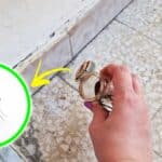 Come allontanare le “prime” Zanzare con 5+1 Rimedi naturali