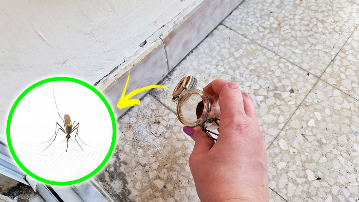Come allontanare le “prime” Zanzare con 5+1 Rimedi naturali