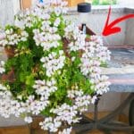 Vuoi Gerani dalla fioritura esplosiva? Curali così