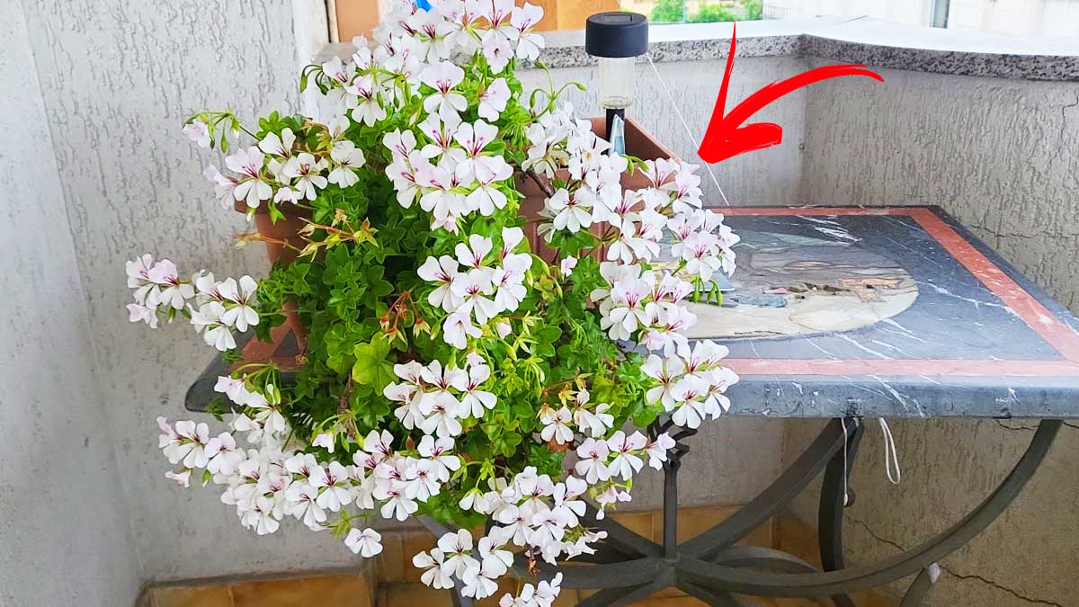 Vuoi Gerani dalla fioritura esplosiva? Curali così