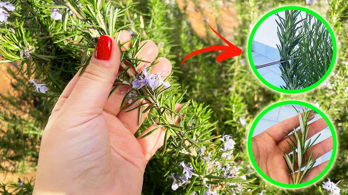 Come moltiplicare all’infinito la tua piantina di Rosmarino con questo metodo facile