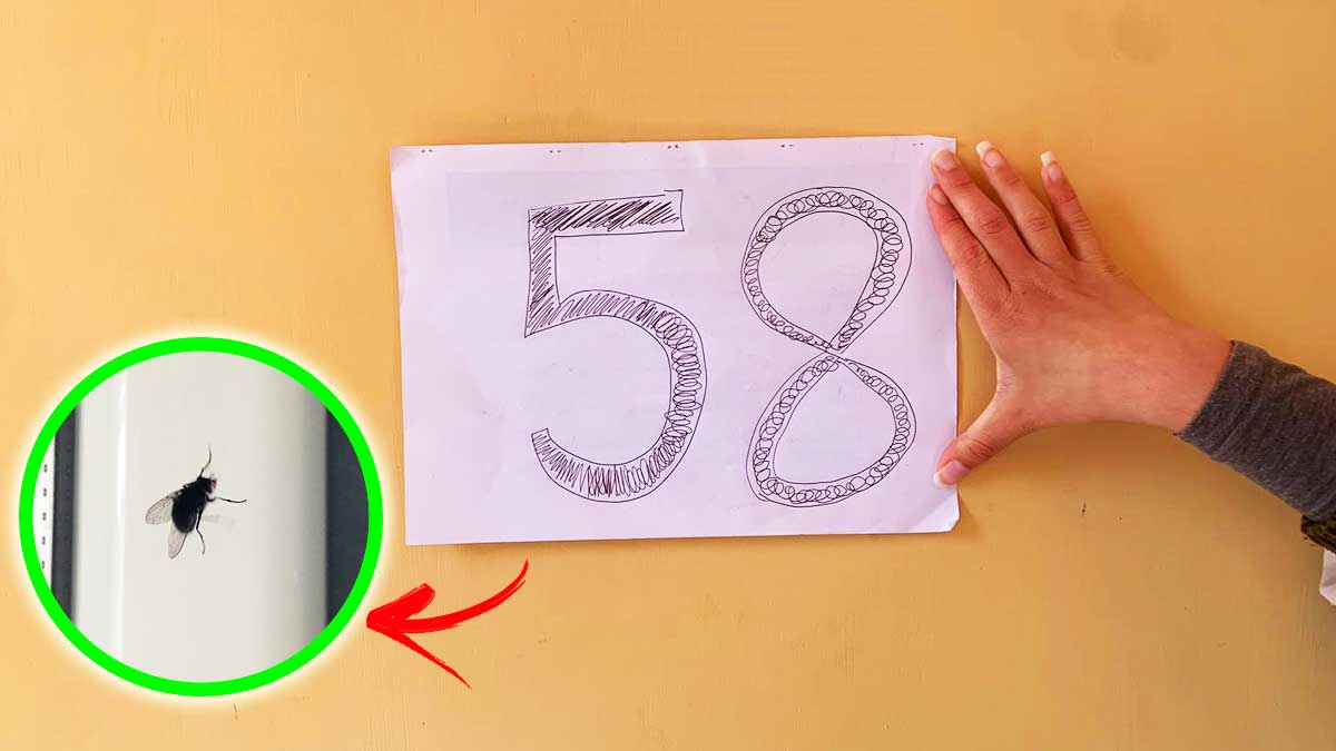 Basta il Trucchetto del Numero per non Avere più Mosche in Casa