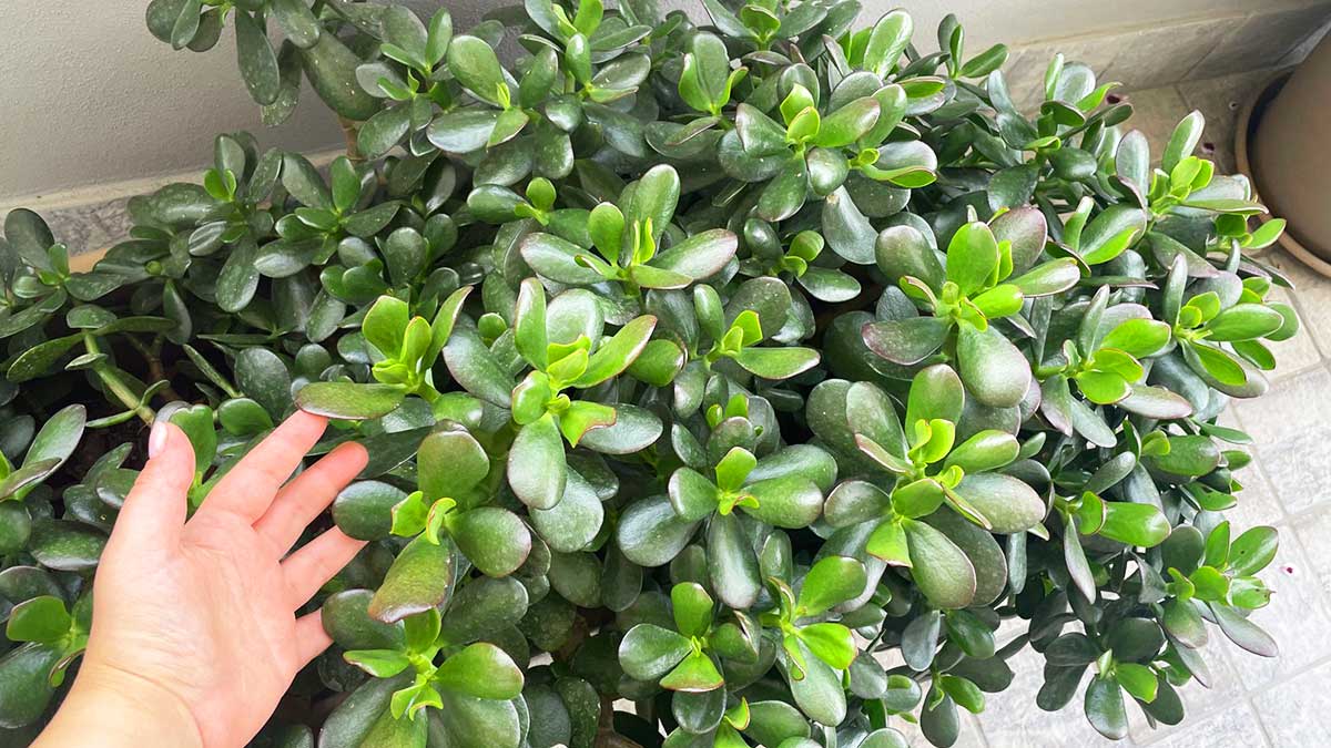 Le 8 regole d’oro da seguire per avere un Albero di Giada bellissimo