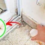 Come evitare le Formiche in Balcone con 5+1 Metodi che non conoscevi