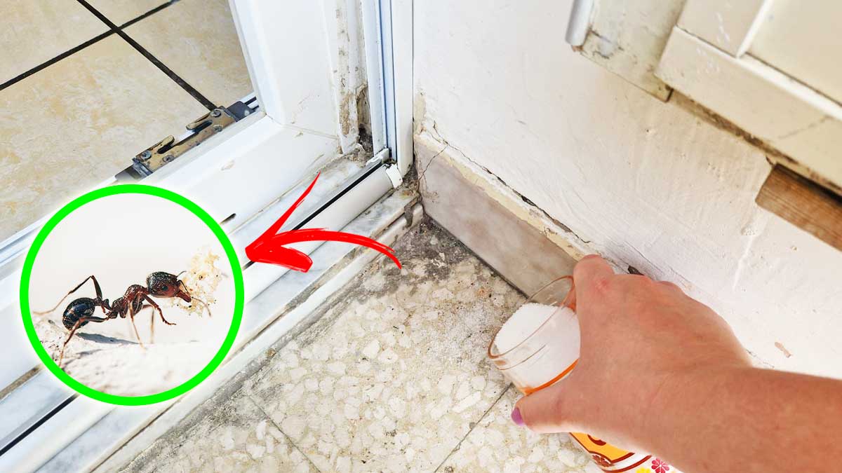 Come evitare le Formiche in Balcone con 5+1 Metodi che non conoscevi