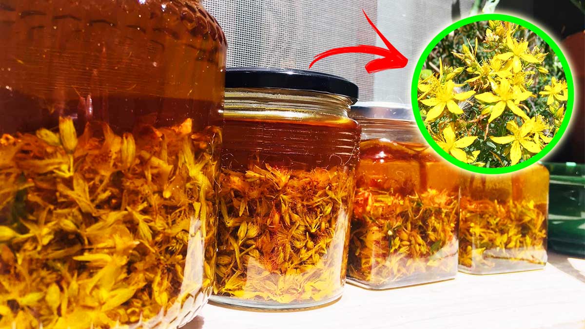 Come Fare l’Olio di San Giovanni l’antico rimedio naturale per rughe e scottature