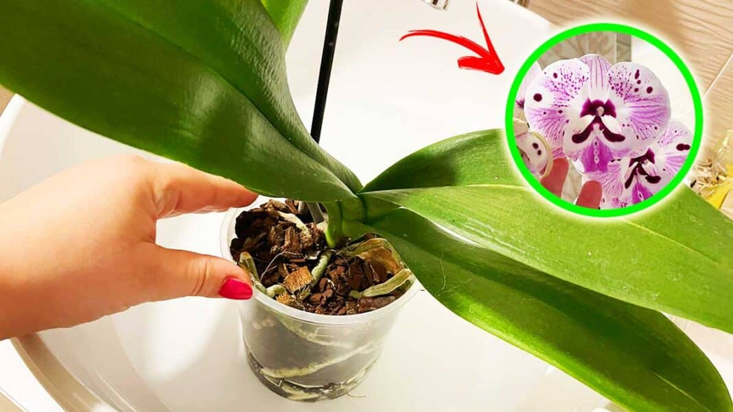 orchidea-innaffiatura orchidea-innaffiatura
