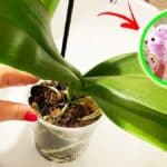 Sai come innaffiare l’Orchidea? Te lo spiego passo passo