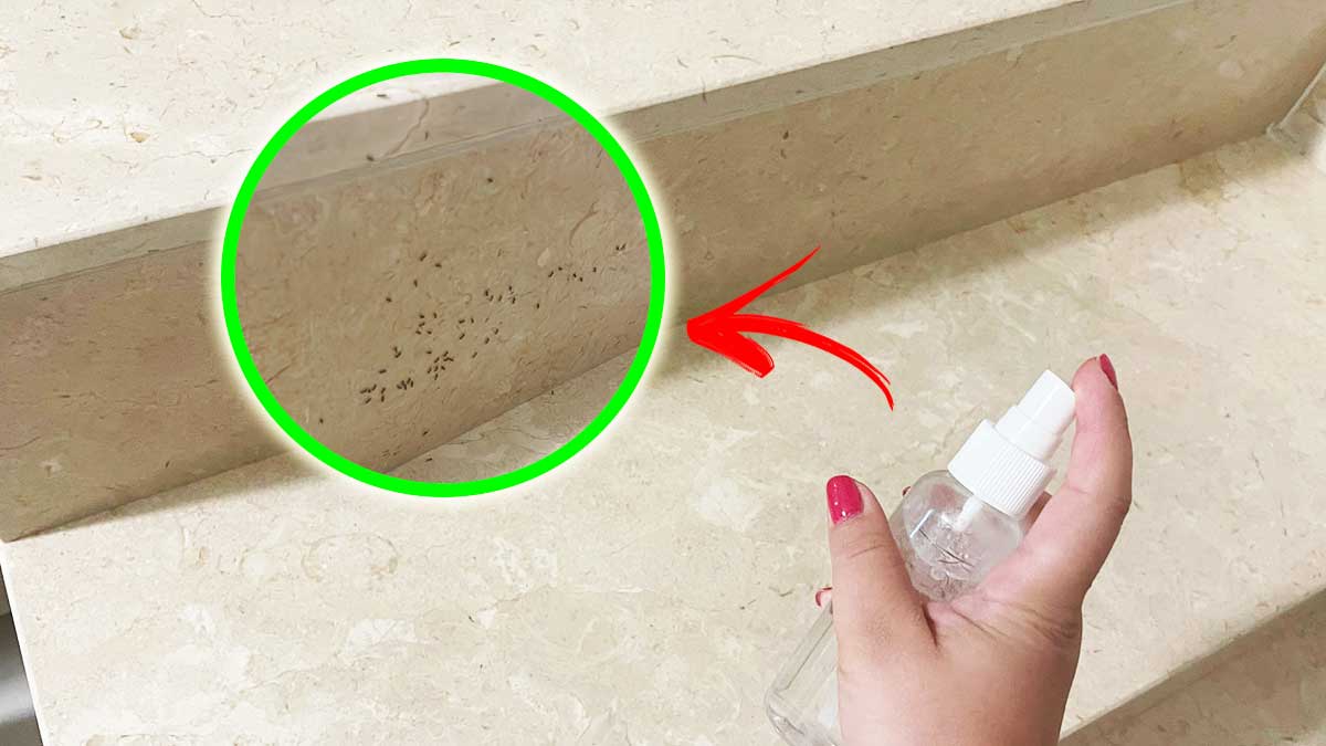 Non troverai più le Formiche in casa se usi questo repellente naturale