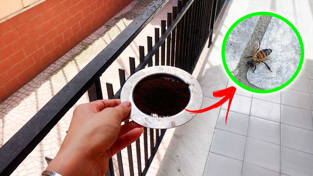 Come Tenere lontane le Vespe e le Api quando sei sul Balcone