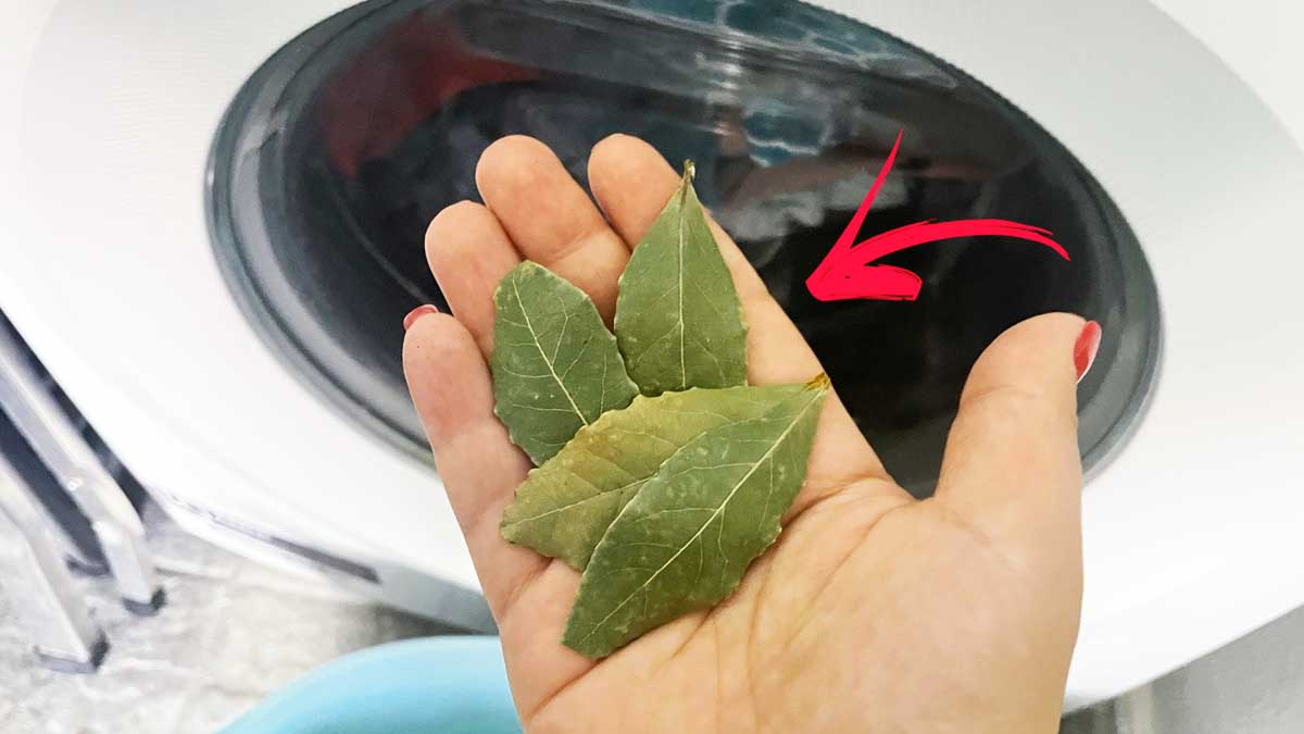 Tutti conoscono l’Alloro ma pochi sanno perché usarlo in Lavatrice