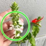 Se il Basilico ha i Fiori sulle punte non buttarli ma puoi usarli per queste 4 Cose in casa