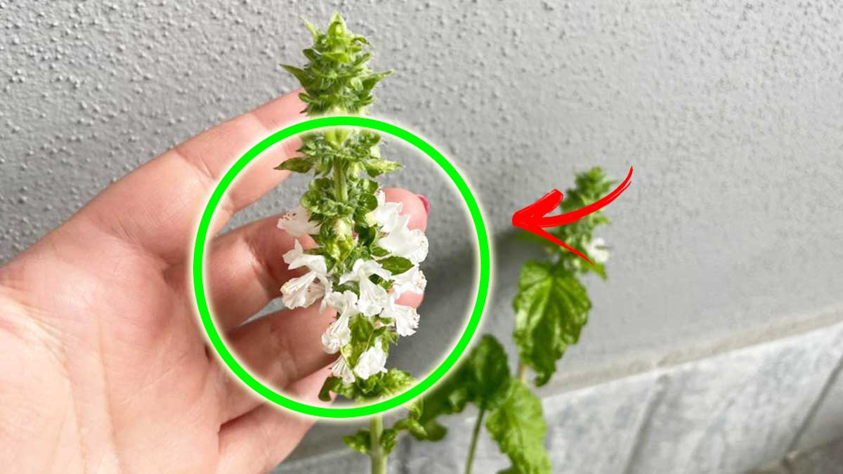 Se il Basilico ha i Fiori sulle punte non buttarli ma puoi usarli per queste 4 Cose in casa