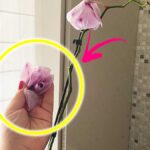 Se l’Orchidea sta soffrendo il Caldo puoi capirlo dalle Foglie, dai fiori o dallo stelo
