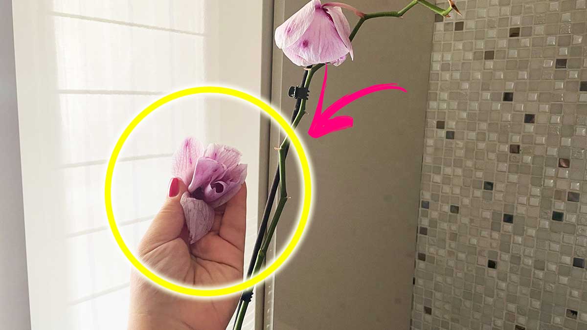 Se l’Orchidea sta soffrendo il Caldo puoi capirlo dalle Foglie, dai fiori o dallo stelo