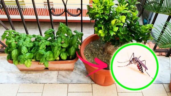 piante-anti-zanzare-balcone