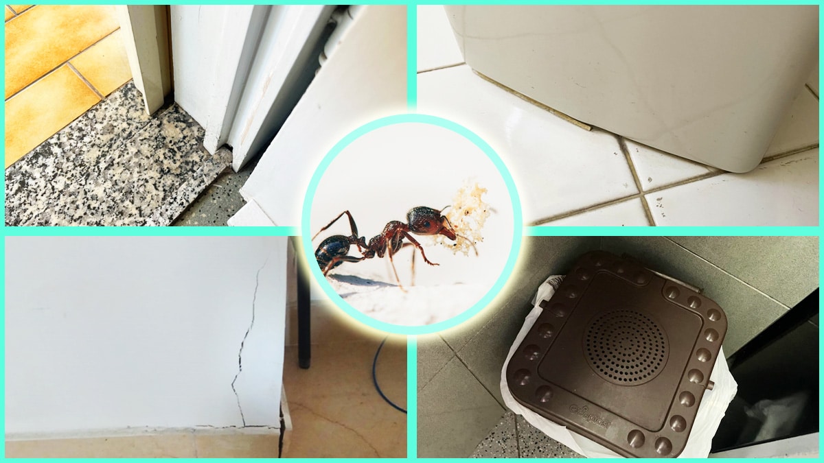 Se trovi le Formiche in casa ci sono 4 posti da cui arrivano e che non ti aspetti