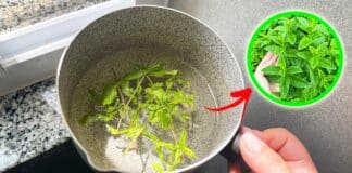 purificare-casa-con-foglie-menta