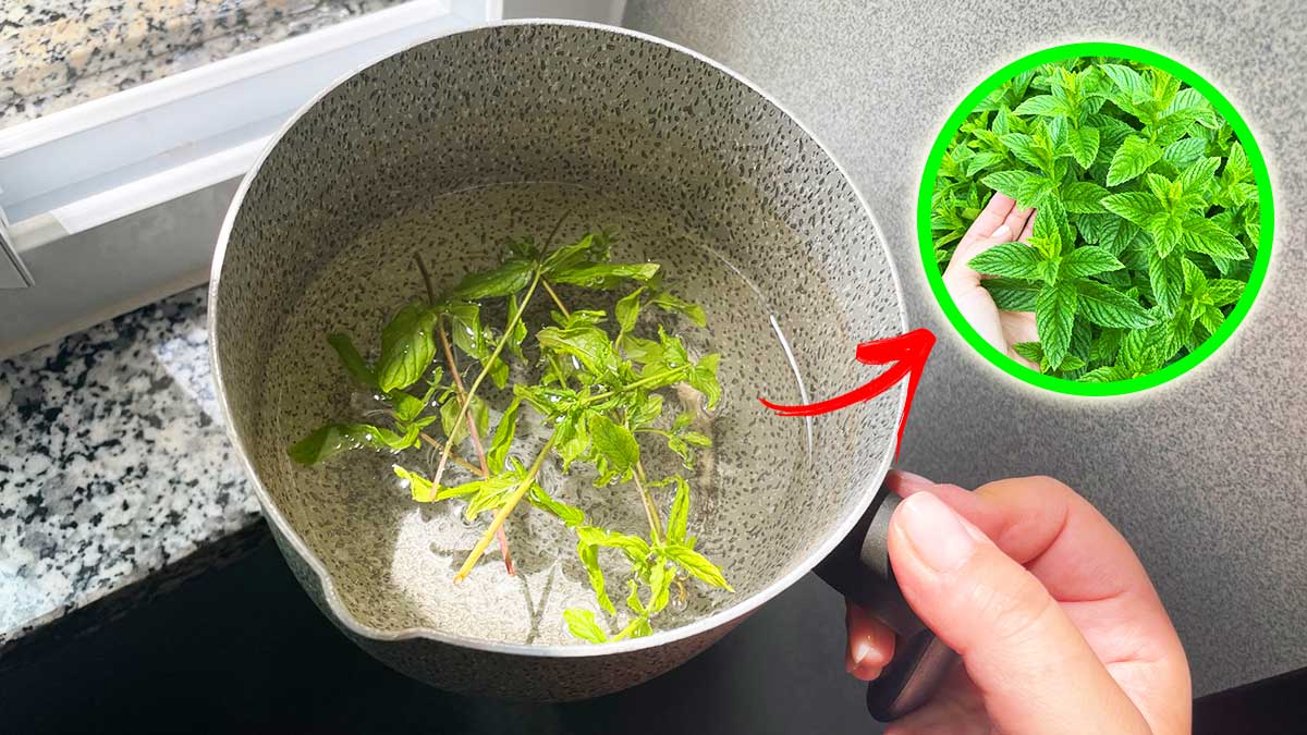 Come Purificare e Rinfrescare l’Aria di Casa con la Menta
