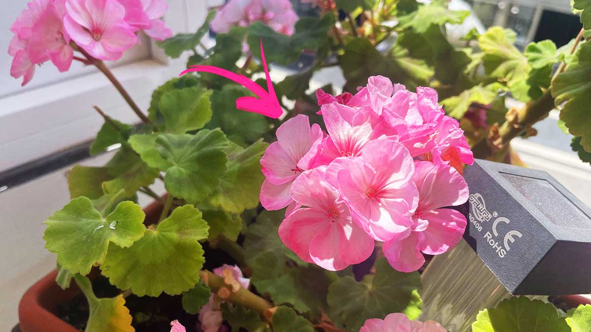 Come curare il Geranio a Settembre per vederlo fiorito anche dopo l’Estate