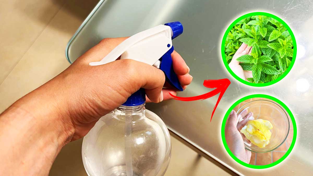 Come avere una Brezza Rinfrescante in casa con il Profumatore di Menta e Limone