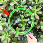 Come avere una Pianta di Giada folta e maestosa con 5 semplici Consigli