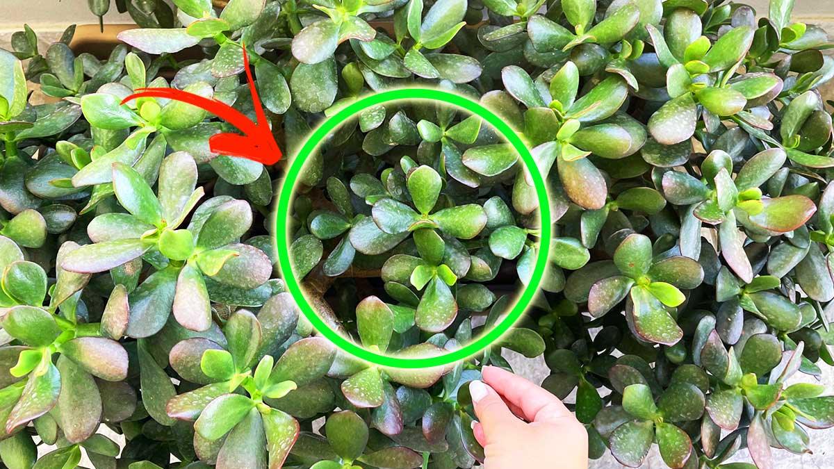 Come avere una Pianta di Giada folta e maestosa con 5 semplici Consigli