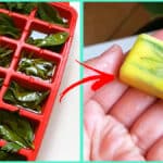 Come conservare il Basilico e altre Erbe aromatiche per averli a disposizione tutto l’anno