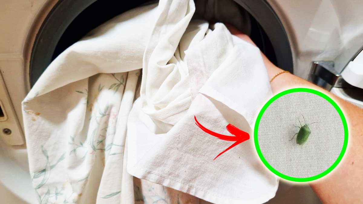 Come lavare le Lenzuola per non far attaccare le Cimici Verdi