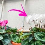 Dove mettere il Ciclamino per mantenere a lungo i fiori