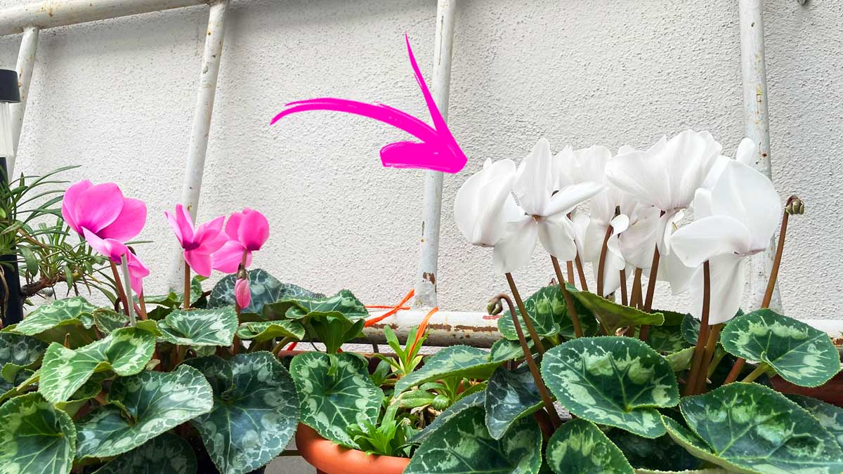Dove mettere il Ciclamino per mantenere a lungo i fiori