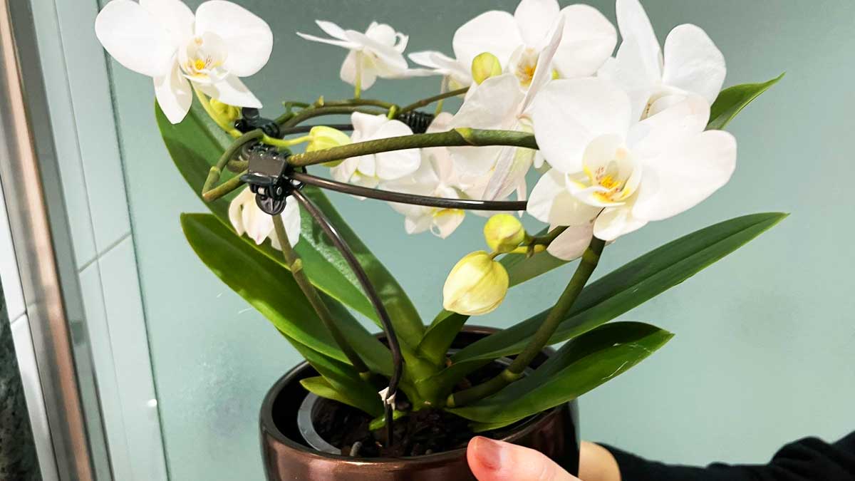 Dove spostare l’Orchidea quando iniziano a cambiare le temperature