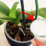 Come avere l’Orchidea bella anche a Settembre con questo Concime fai da te
